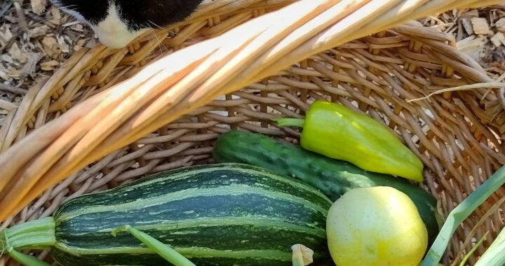 The 8 Principles of Modern Homesteading - and article from Moon and Hare Studio