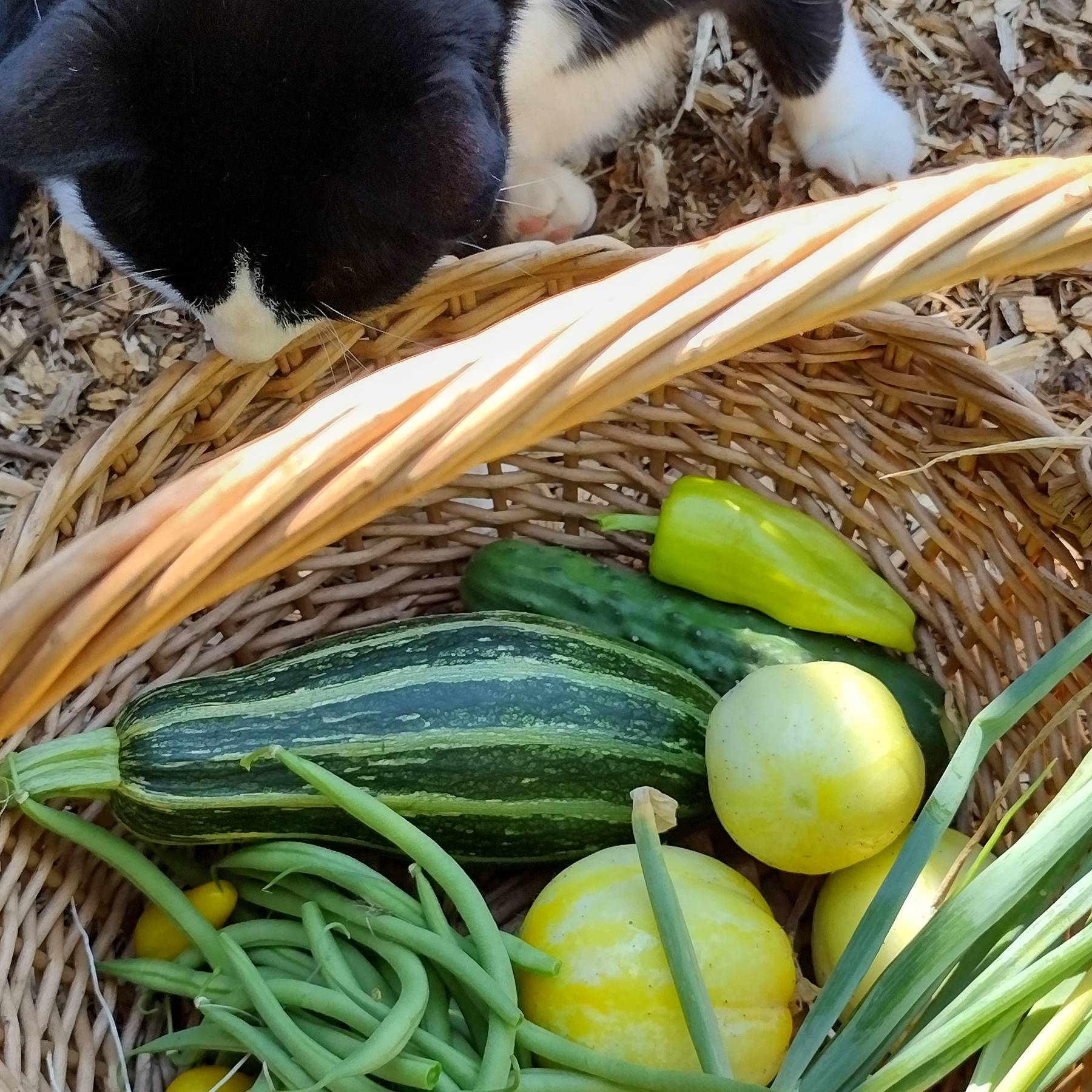 The 8 Principles of Modern Homesteading - and article from Moon and Hare Studio