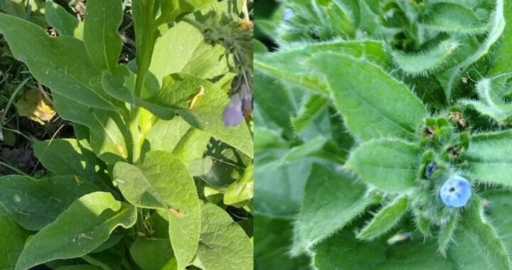 The Importance of Knowing Your Plants when using them for food and medicine - from Moon & Hare Studio