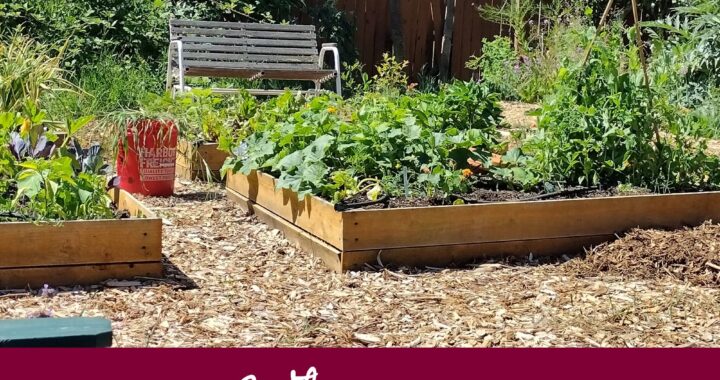 What is Urban Homesteading - from Moon & Hare Studio