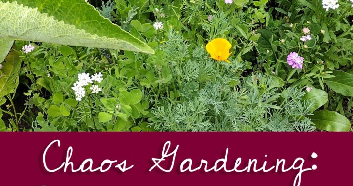 What is chaos gardening? And article from Moon & Hare Studio