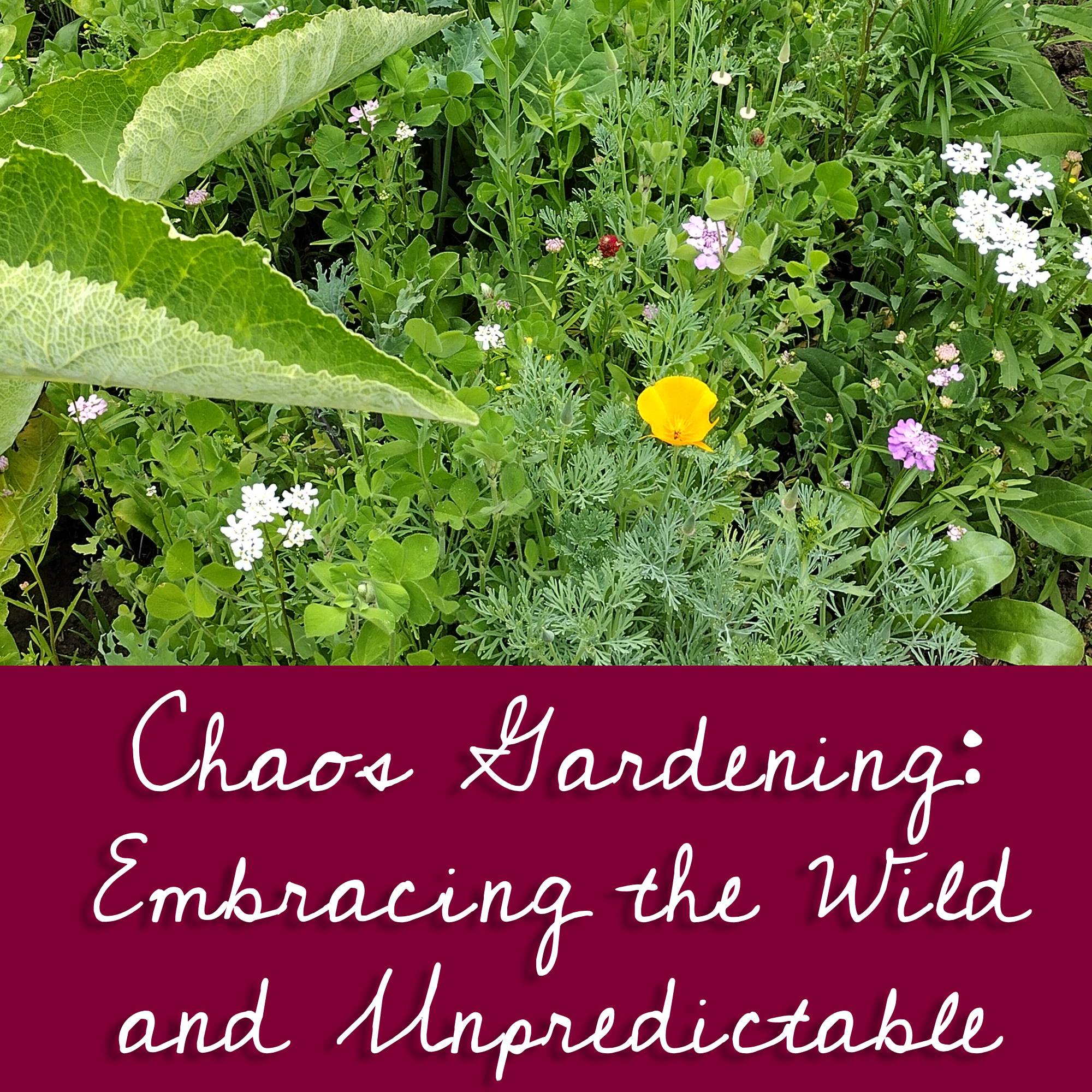 What is chaos gardening? And article from Moon & Hare Studio