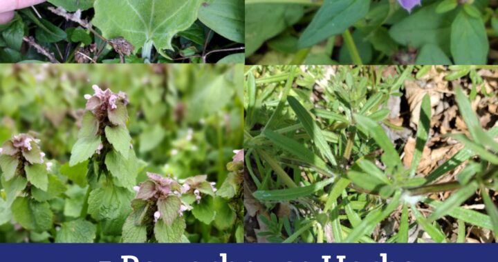 5 Powerhouse Herbs that Might Be Growing as Weeds in Your Yard - Moon and Hare Studio