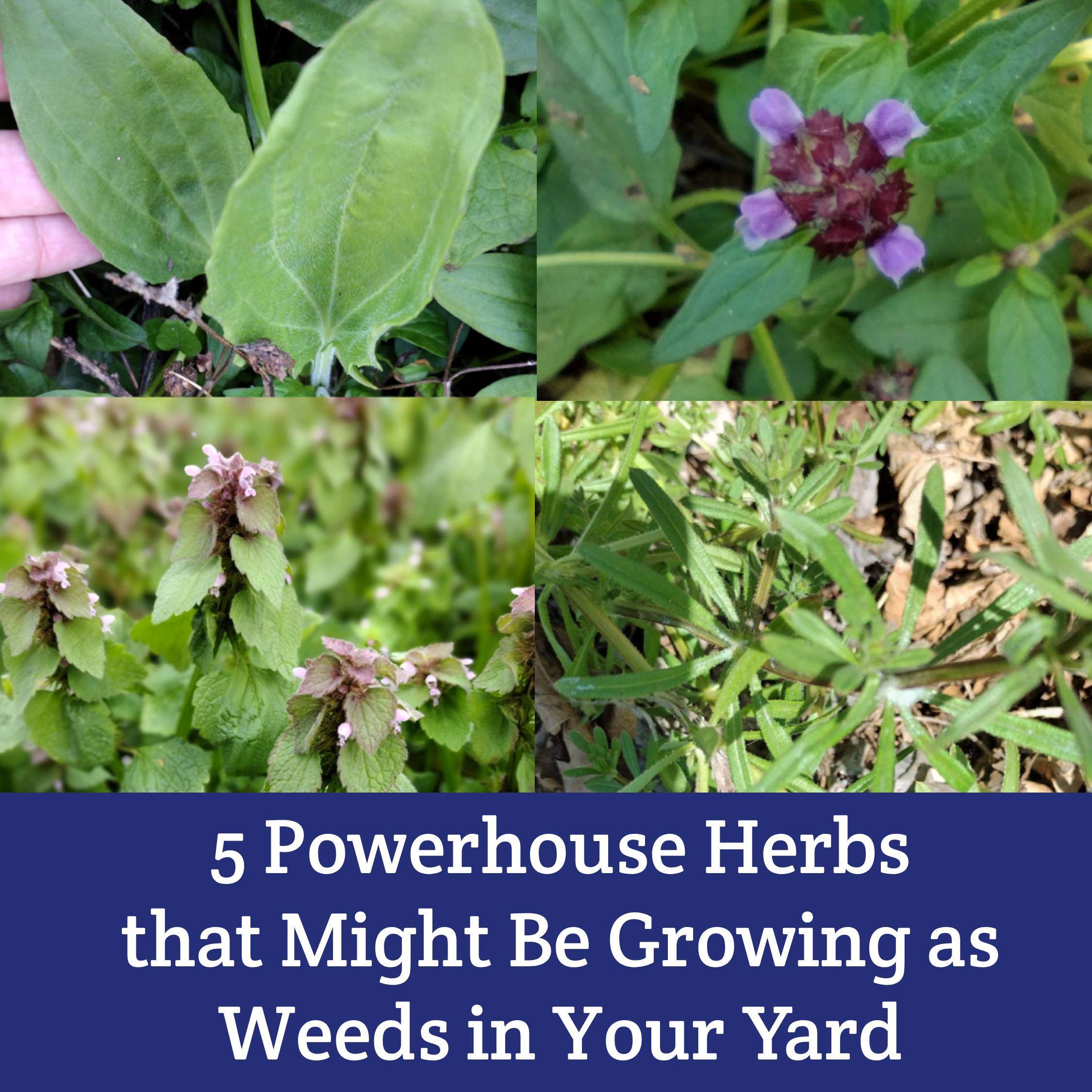 5 Powerhouse Herbs that Might Be Growing as Weeds in Your Yard - Moon and Hare Studio
