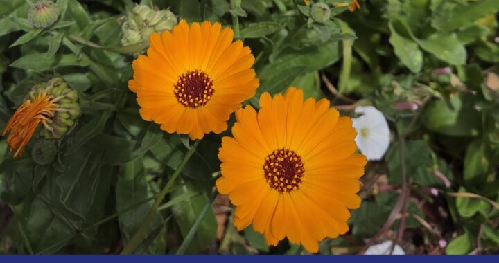 Learn when to harvest calendula, along with which parts! From Moon & Hare Studio