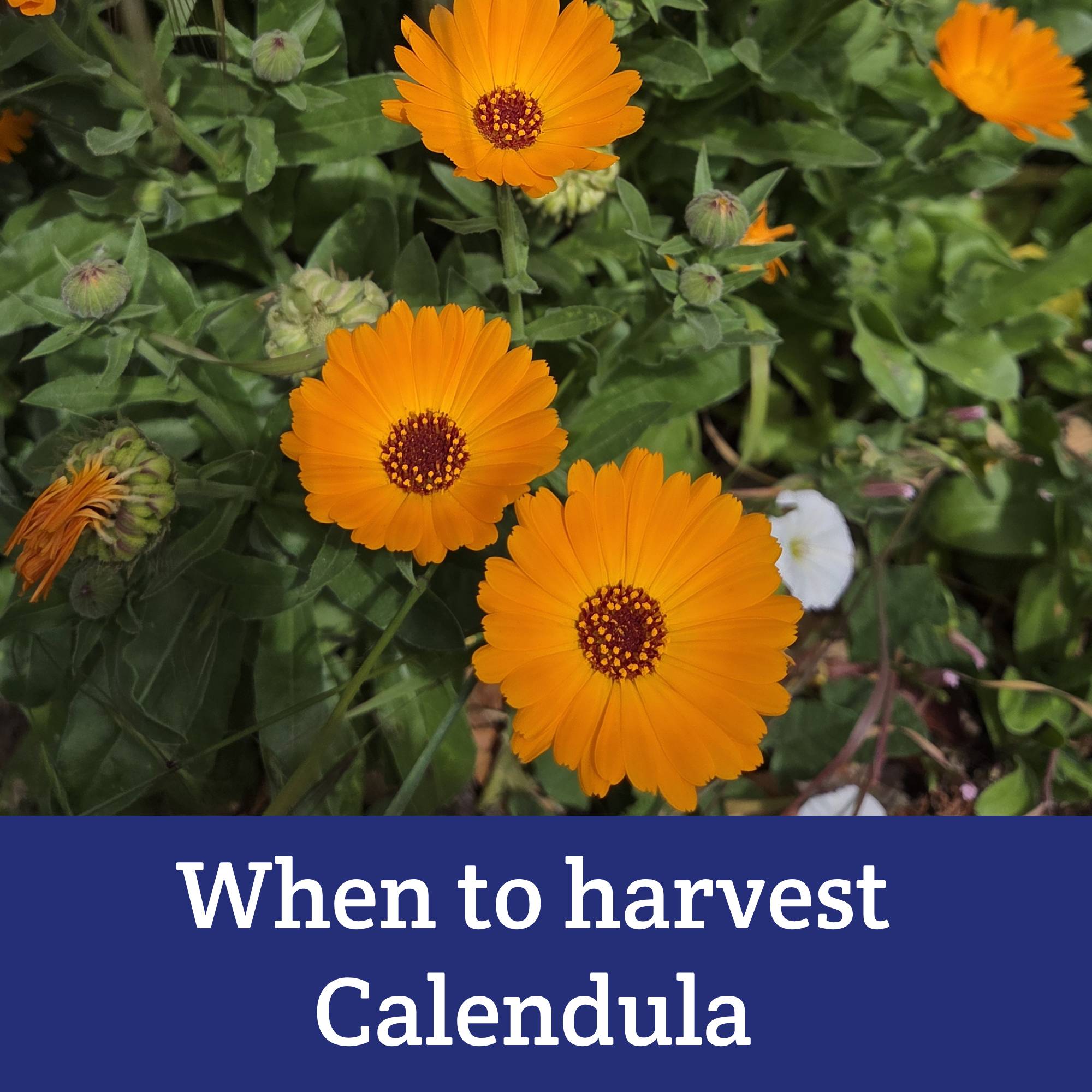 Learn when to harvest calendula, along with which parts! From Moon & Hare Studio