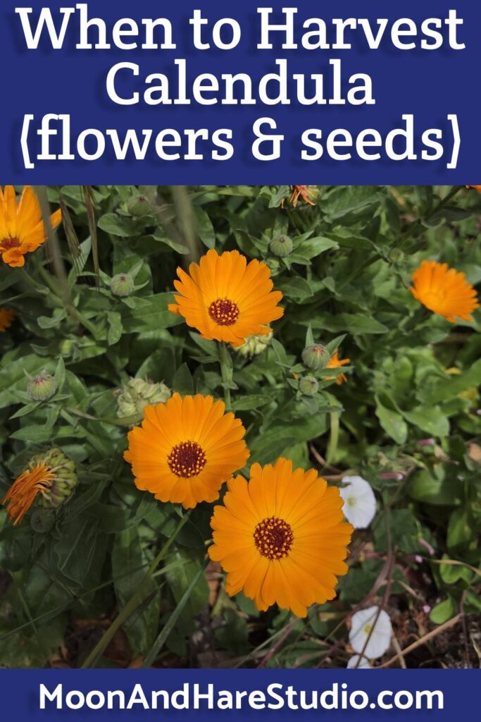 Learn when to harvest calendula, along with which parts! From Moon & Hare Studio